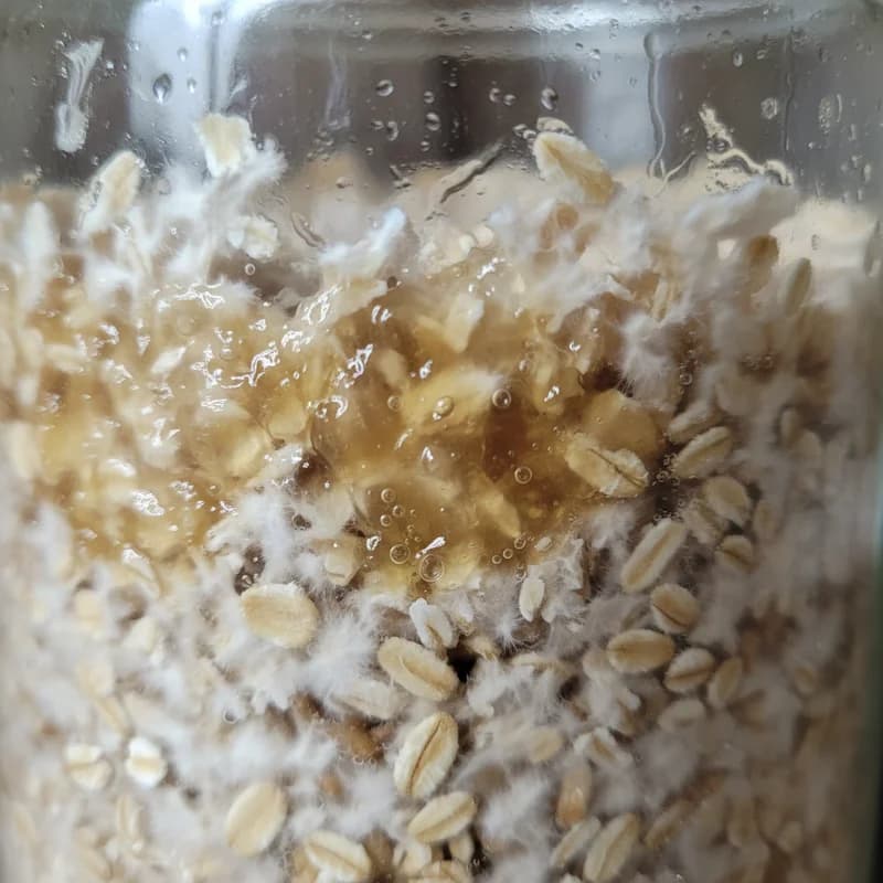 Bacterial wet spot contamination in a grain jar, showing slimy dark translucent grain kernels with grayish film