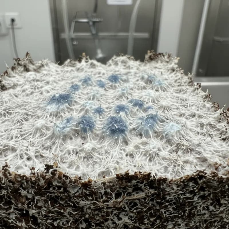 Blue bruising on mushroom mycelium caused by physical contact, showing normal oxidation reaction distinct from mold