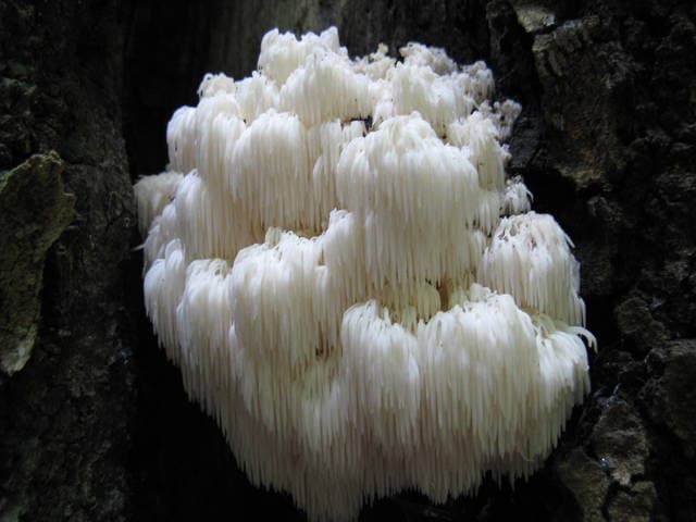 Hericium americanum bear's head tooth mushroom showing cascading branching white spines on a hardwood substrate