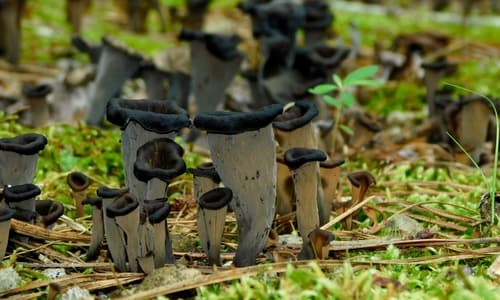 Black trumpet mushrooms (Craterellus cornucopioides) dark funnel-shaped fungi among leaf litter on the forest floor
