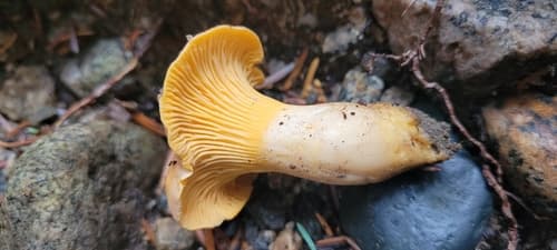 Chanterelle mushrooms being foraged showing golden-yellow color and characteristic blunt forked ridges underneath