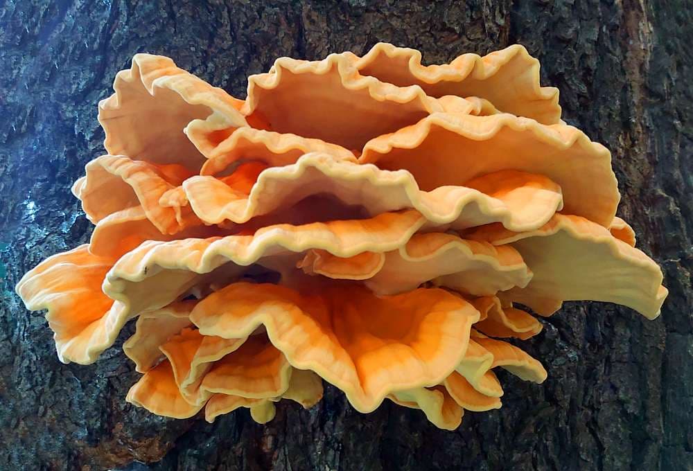 Chicken of the woods identification showing bright orange cap surface and sulfur-yellow pore surface underneath the bracket