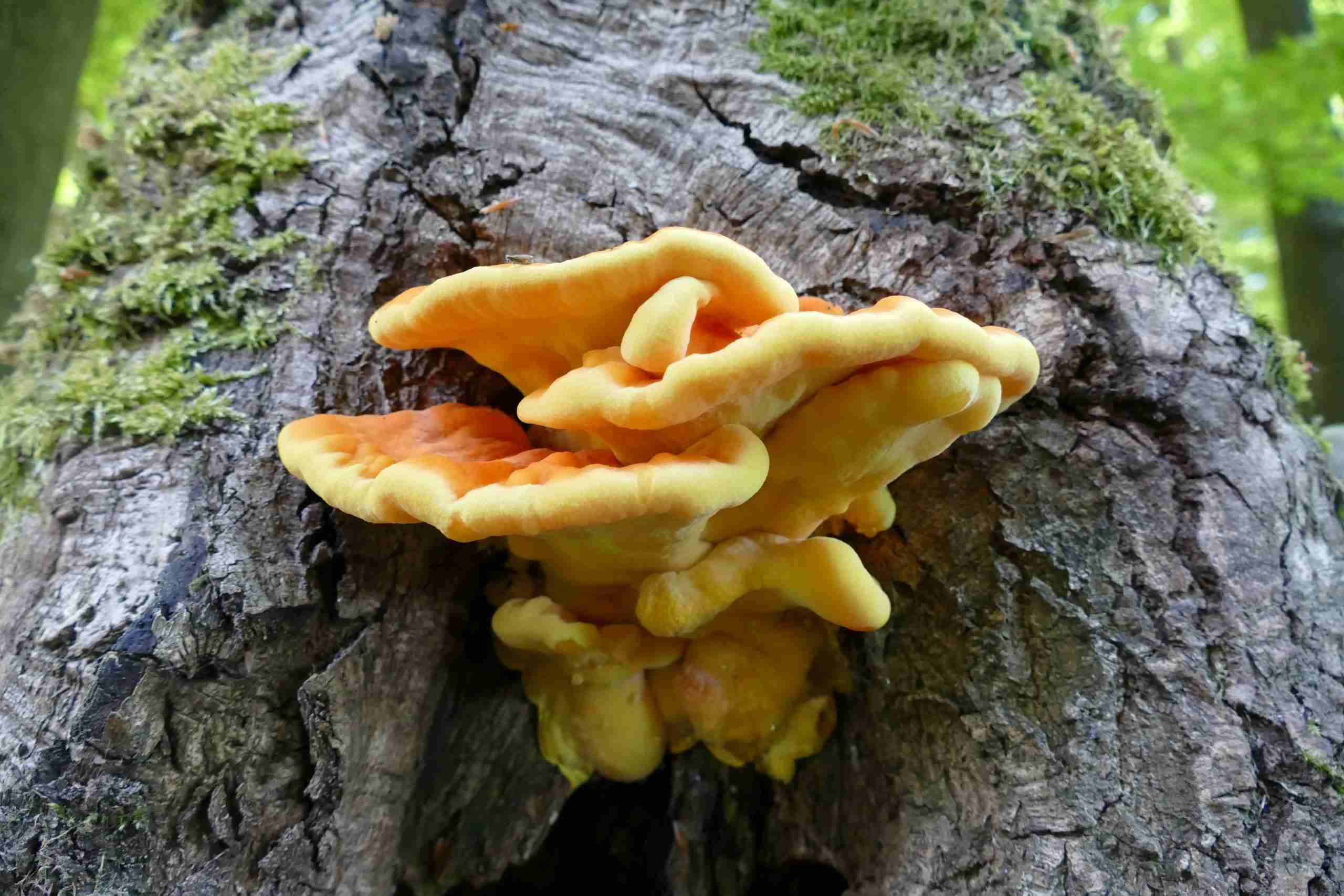 Chicken of the woods (Laetiporus sulphureus) bright orange and yellow brackets growing on a dead oak tree