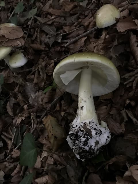 Death cap mushroom (Amanita phalloides) with greenish-yellow cap, white gills, and cup-shaped volva at the base