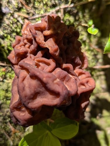 False morel (Gyromitra esculenta) with wrinkled brain-like reddish-brown cap showing irregular lobes and folds