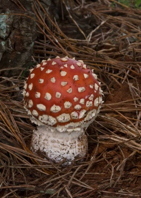 Fly agaric (Amanita muscaria) iconic red-capped mushroom with white wart-like spots growing under birch trees