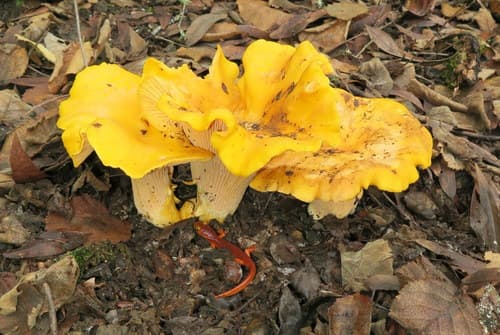 Golden chanterelle mushroom with bright egg-yolk orange cap and false gills growing on the forest floor