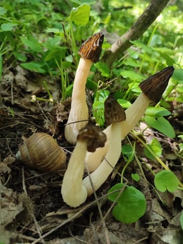 Half-free morel (Morchella punctipes) showing the cap attached only at the top with the stem hanging freely inside