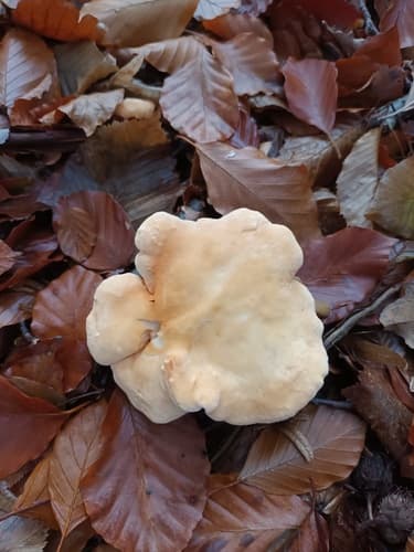 Hedgehog mushroom (Hydnum repandum) with pale orange cap and distinctive tooth-like spines underneath instead of gills