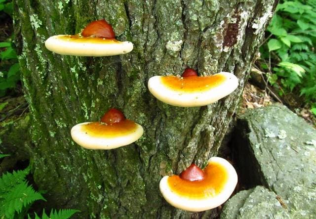 Wild reishi hemlock varnish shelf (Ganoderma tsugae) with glossy lacquered red-brown cap and concentric color zones