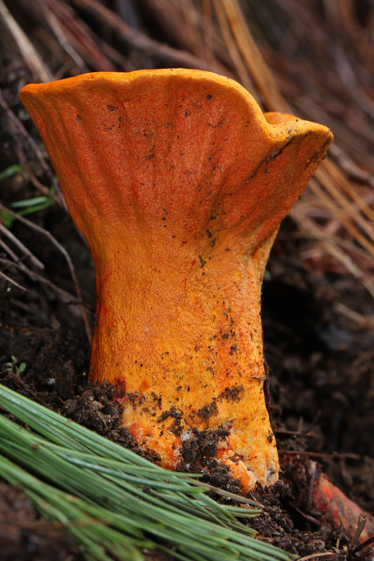Lobster mushroom (Hypomyces lactifluorum) with bright orange-red exterior coating a transformed Russula host mushroom