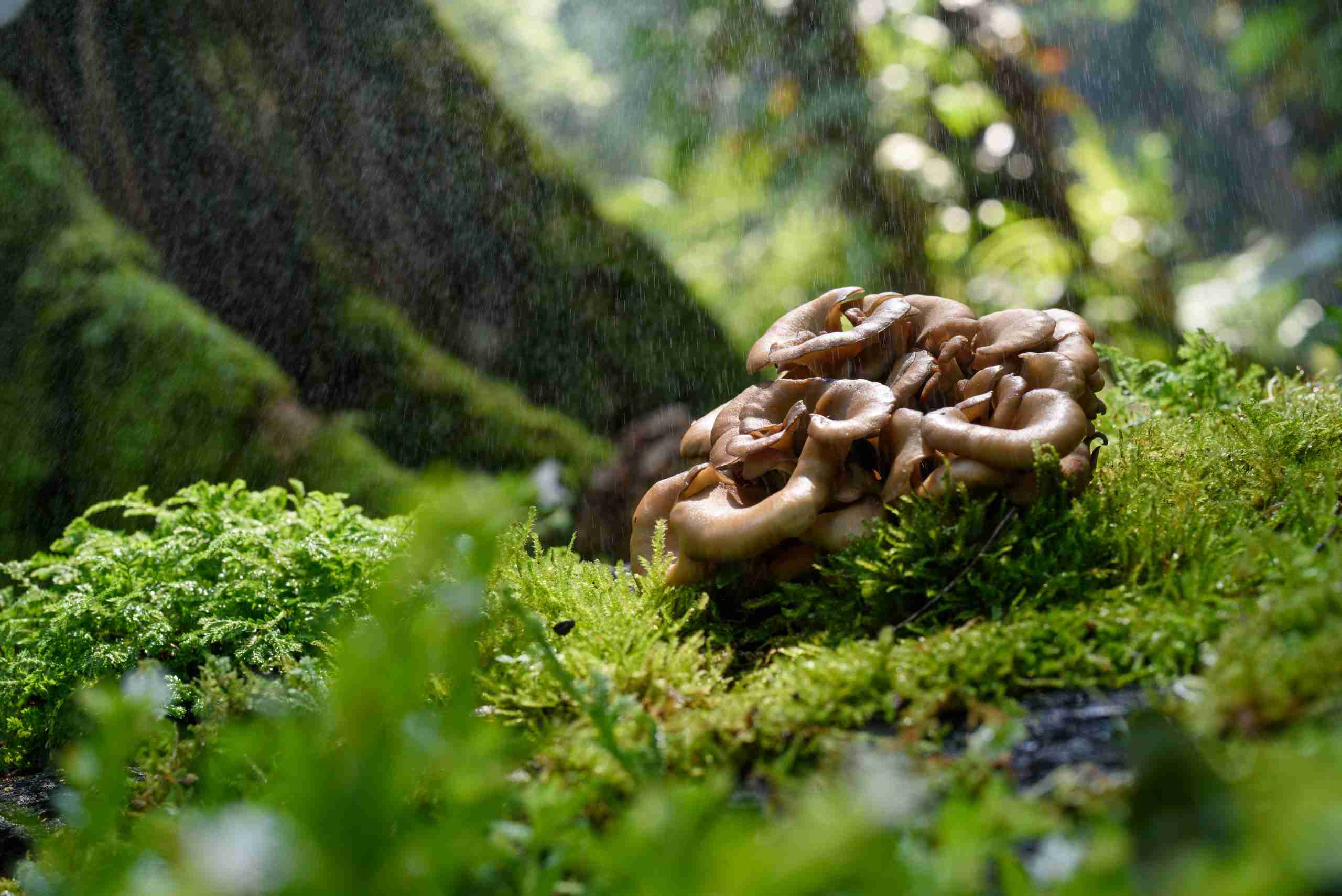 Maitake hen of the woods (Grifola frondosa) growing at the base of an oak tree, the most important tree genus for foragers
