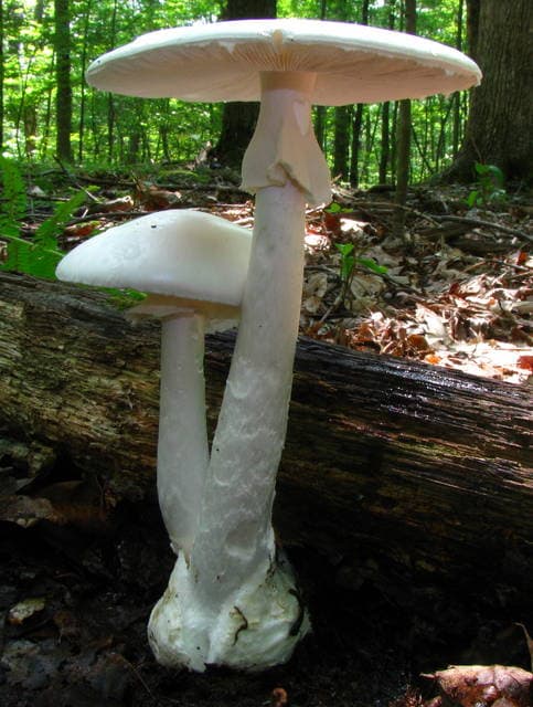 Amanita bisporigera Eastern destroying angel, pure white throughout with a sack-like volva at the stem base — Mushroom Observer (CC-BY)