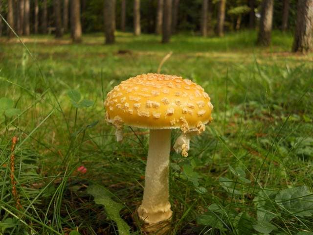 Amanita muscaria var. guessowii, the yellow-capped Eastern fly agaric with white warts found under birch and conifers — Mushroom Observer (CC-BY)