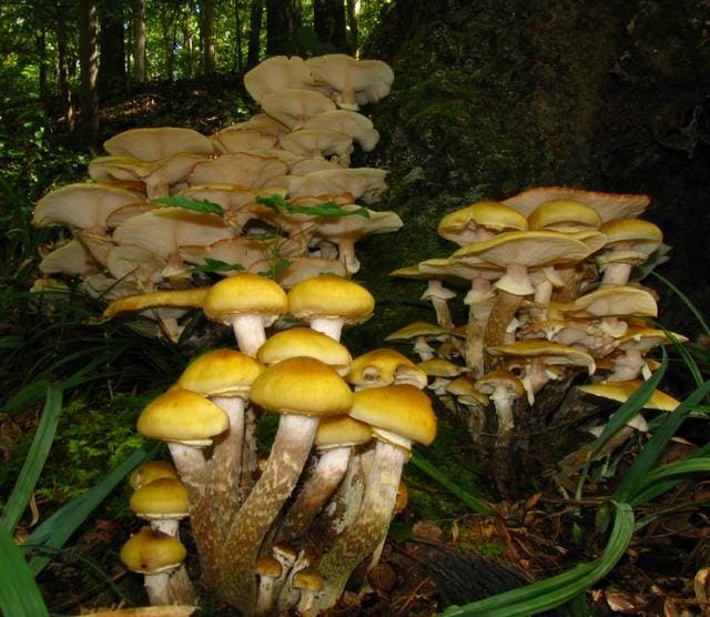 Armillaria mellea honey mushrooms growing in a dense cluster on wood, showing honey-yellow caps and stem rings — Mushroom Observer (CC-BY)