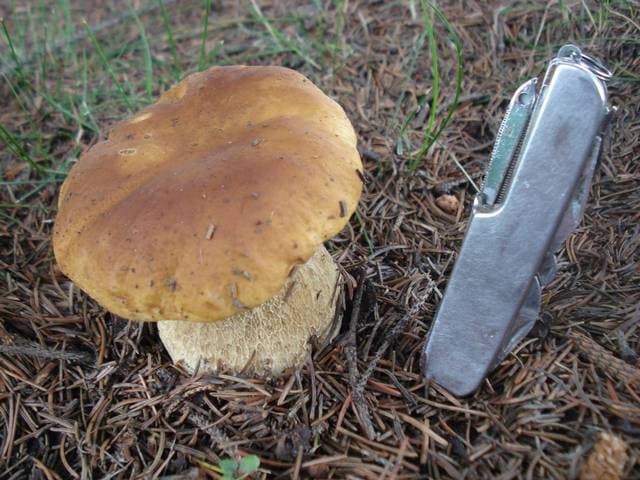 Boletus edulis king bolete porcini mushroom with brown cap and thick white stem found in a Pacific Northwest conifer forest — Mushroom Observer (CC-BY)