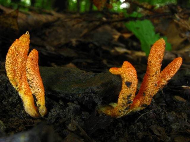 Cordyceps militaris bright orange club-shaped fruiting bodies growing upright from rice substrate