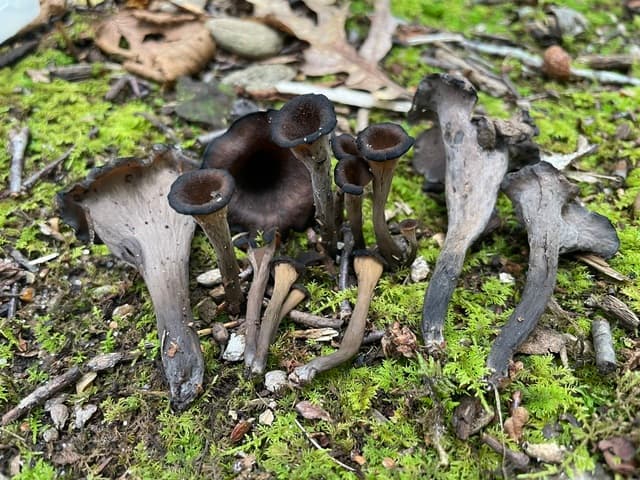 Craterellus fallax Eastern black trumpet mushrooms with dark gray funnel-shaped caps growing among mossy leaf litter — Mushroom Observer (CC-BY)