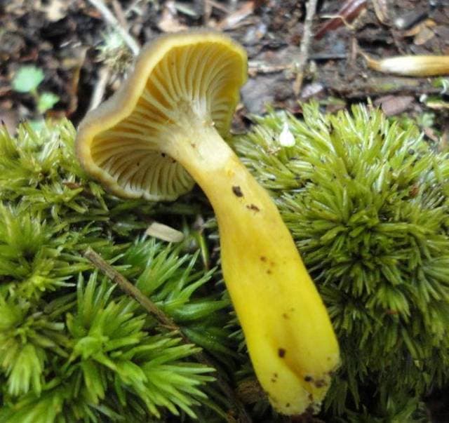 Craterellus tubaeformis yellowfoot winter chanterelles with brown funnel caps and bright yellow hollow stems on mossy ground — Mushroom Observer (CC-BY)