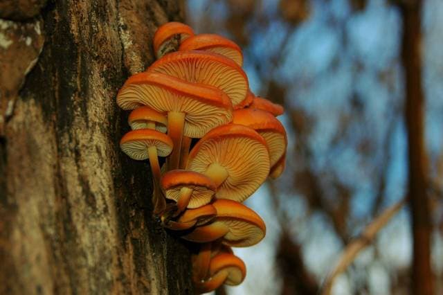 Flammulina velutipes enoki mushrooms with slender white stems and small golden caps growing in a cluster