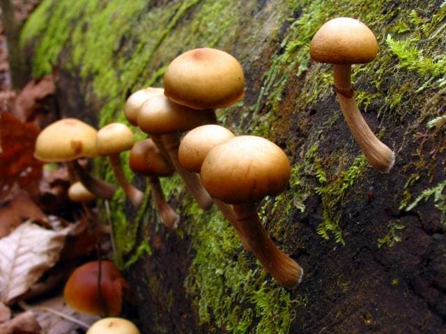 Galerina marginata deadly Galerina, small brown amatoxin-containing mushrooms growing in a cluster on rotting wood — Mushroom Observer (CC-BY)