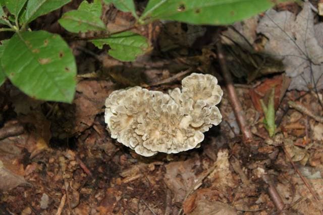 Grifola frondosa maitake hen of the woods mushroom forming a large gray-brown rosette cluster at the base of an oak tree — Mushroom Observer (CC-BY)