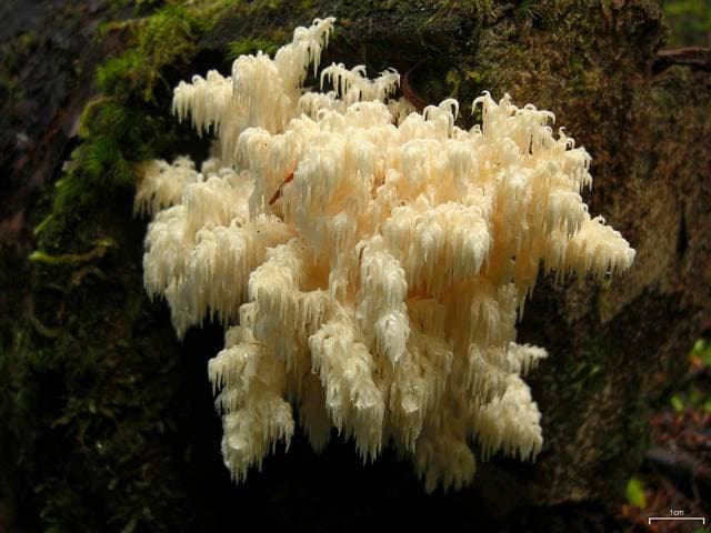 Hericium abietis, the Pacific Northwest conifer-specialist lion's mane relative growing on dead Douglas fir — Mushroom Observer (CC-BY)