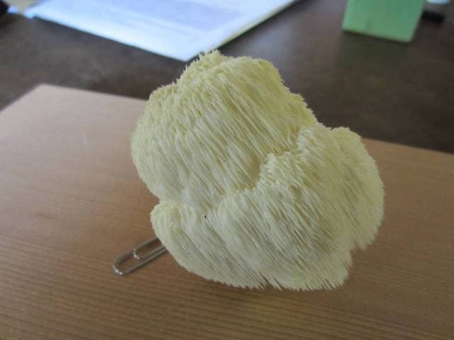 Hericium erinaceus true lion's mane mushroom forming a single compact clump of long white dangling spines on hardwood — Mushroom Observer (CC-BY)