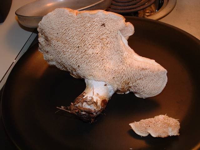 Hydnum repandum hedgehog mushroom showing cream-colored cap and distinctive tooth-like spines underneath instead of gills — Mushroom Observer (CC-BY)