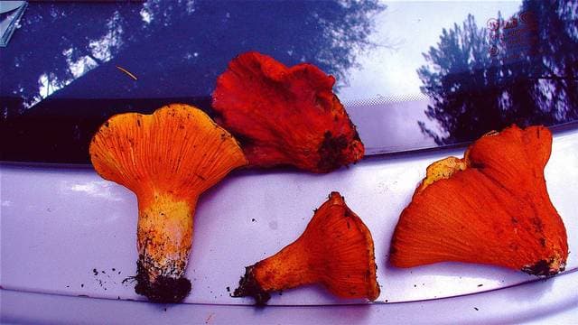 Hypomyces lactifluorum lobster mushroom showing bright orange-red exterior created by the parasitic fungus transforming its host — Mushroom Observer (CC-BY)