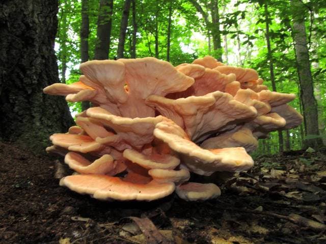 Laetiporus cincinnatus, the white-pored chicken of the woods growing in a rosette at the base of an oak tree — Mushroom Observer (CC-BY)
