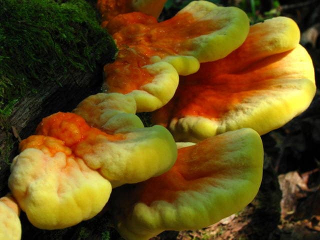 Laetiporus sulphureus chicken of the woods displaying bright orange shelves with yellow pore surface on a hardwood trunk — Mushroom Observer (CC-BY)