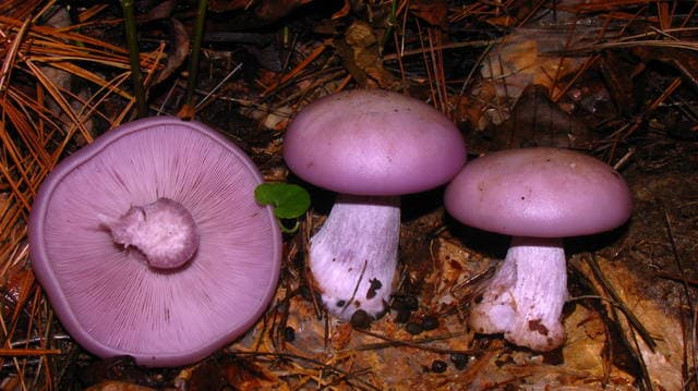 Lepista nuda blewit mushroom with distinctive violet-purple cap and lilac gills growing in leaf litter