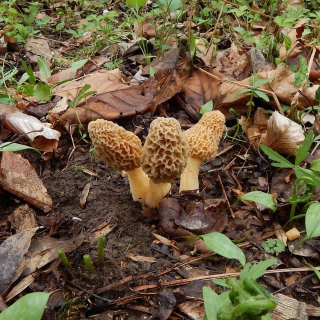 Morchella americana, the common yellow morel of Eastern North America, showing honeycomb-patterned cap — Mushroom Observer (CC-BY)