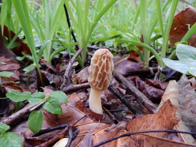 Morchella diminutiva, the smallest known morel species in North America at just 2 to 5 centimeters tall — Mushroom Observer (CC-BY)