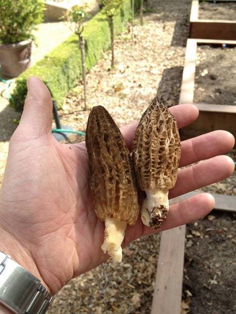 Morchella importuna, the urban landscape morel that thrives in woodchip mulch and garden beds in cities — Mushroom Observer (CC-BY)
