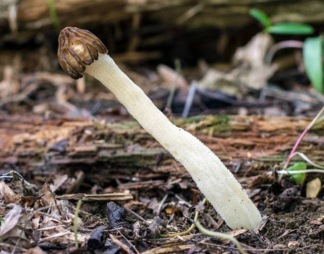 Morchella punctipes half-free morel showing the distinctive cap attached only at the apex of the stem — Mushroom Observer (CC-BY)