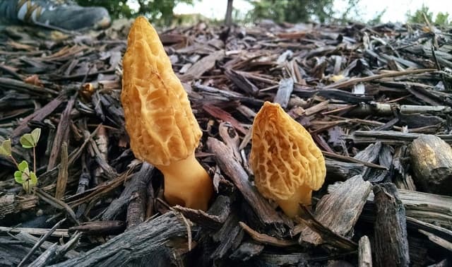 Morchella rufobrunnea, California's urban garden morel that fruits in landscaping bark and woodchip mulch — Mushroom Observer (CC-BY)