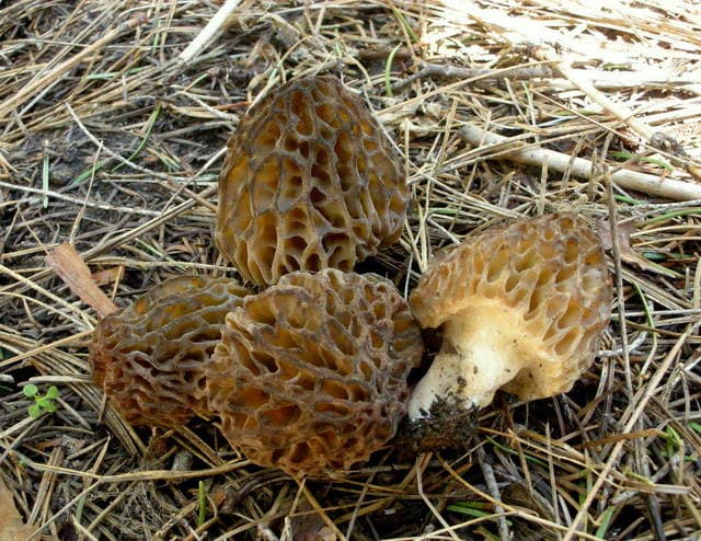 Morchella snyderi, the Pacific Northwest fire morel that fruits prolifically after forest wildfires — Mushroom Observer (CC-BY)