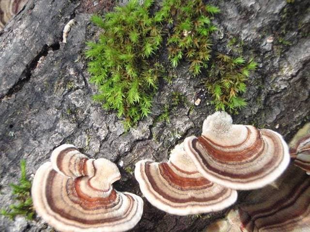 Trametes versicolor turkey tail mushrooms showing concentric color zones growing in overlapping clusters on a dead hardwood log — Mushroom Observer (CC-BY)