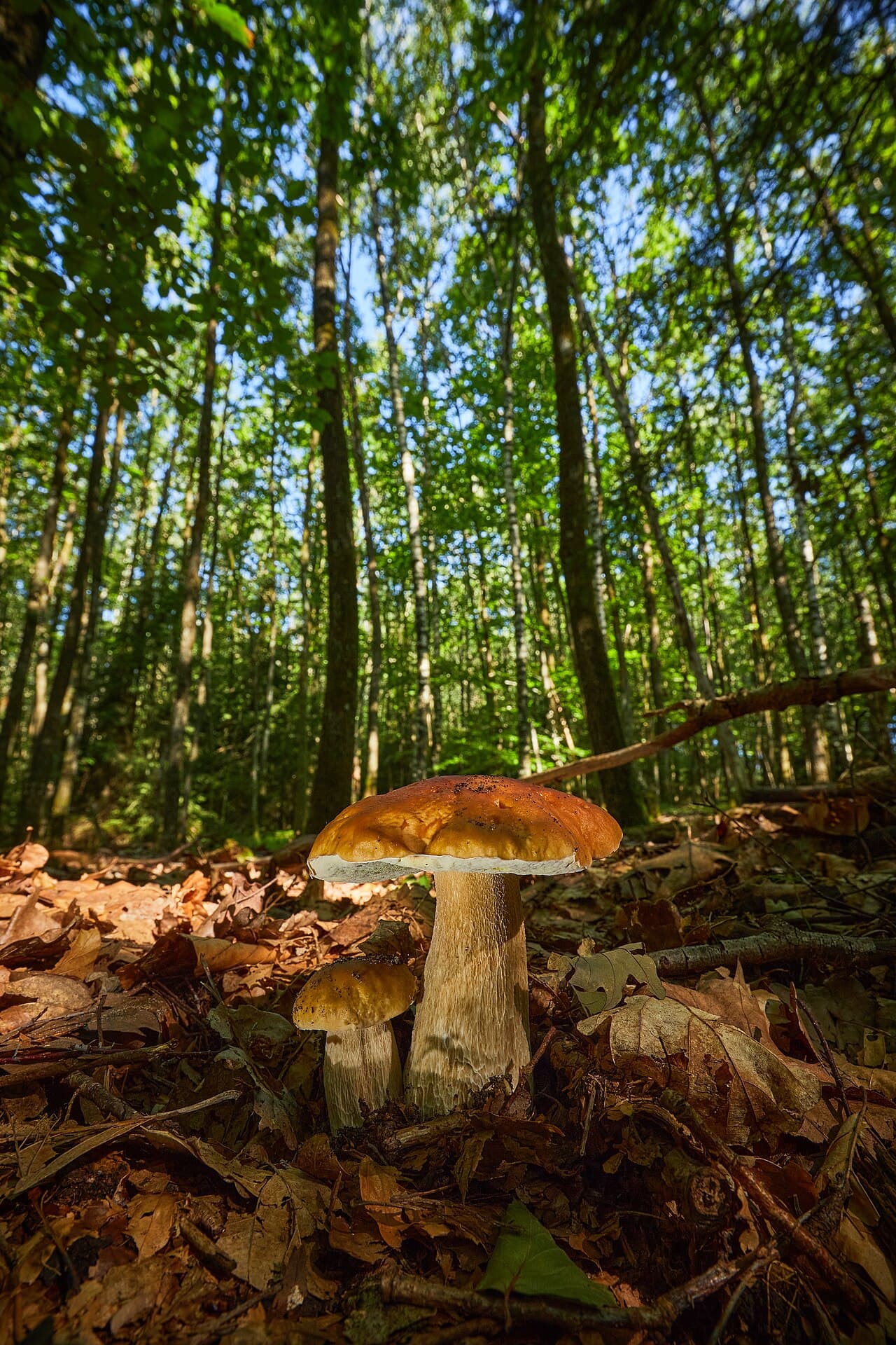 Porcini mushroom (Boletus edulis) with brown cap and thick bulbous stem growing in a spruce forest at mid-elevation