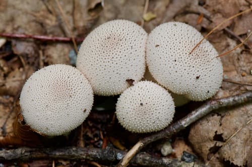Giant puffball (Calvatia gigantea) large white spherical mushroom growing in a grassy meadow
