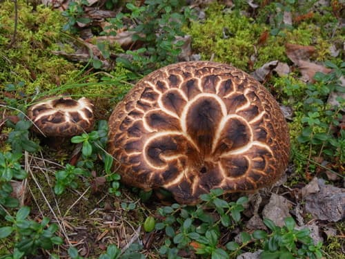Shingled hedgehog mushroom (Hydnum repandum) with pale orange cap growing on a mossy forest floor near conifers