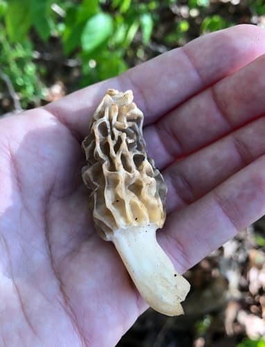 Tulip morel showing the distinctive honeycomb cap pattern used to compare yellow and black morel varieties