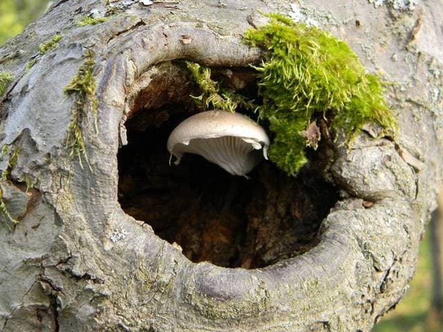 Wild oyster mushrooms growing on a dead hardwood log, one of the most common and prized log-dwelling edible species
