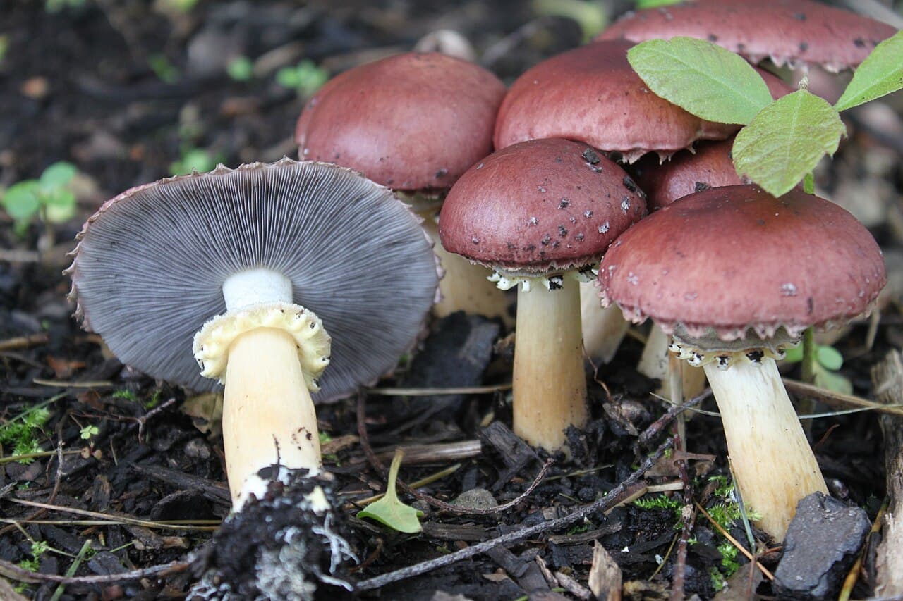 Stropharia rugosoannulata wine cap mushroom with distinctive burgundy cap growing in a wood chip garden bed