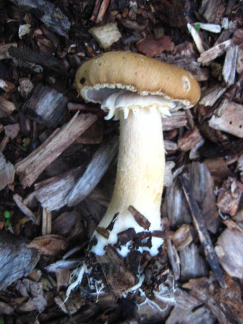 Wild Stropharia rugosoannulata wine cap mushroom with deep burgundy-red cap growing among wood chips and garden debris