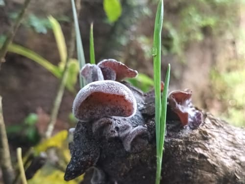 Auricularia auricula-judae wood ear mushrooms with dark brown ear-shaped rubbery fruiting bodies growing on hardwood
