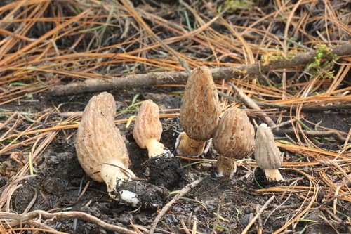 Yellow morel (Morchella esculenta) with distinctive honeycomb-patterned cap growing in spring woodland habitat