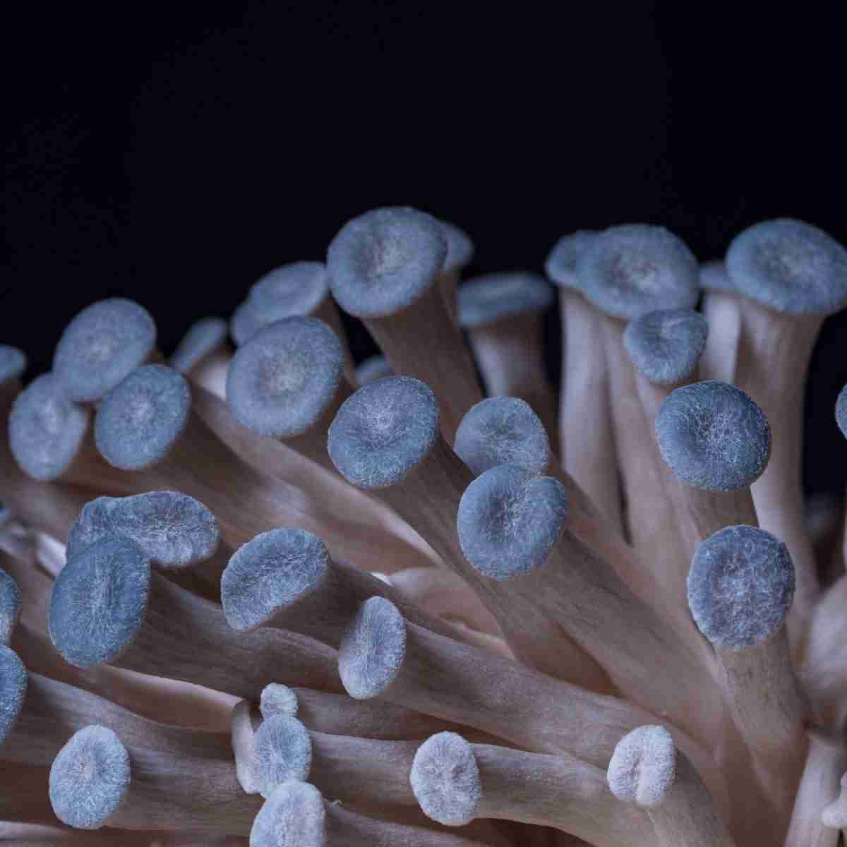 Blue oyster mushroom pins forming in dense clusters on a substrate block with proper fresh air exchange